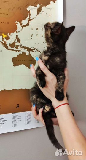 Девочка, 2 мес