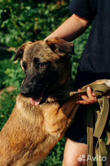 Красавица Цея