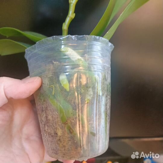 Орхидея фаленопсис 