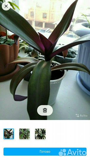 Рео крупный + отросток