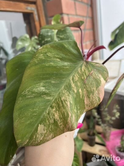 Филодендрон клубничный шейк