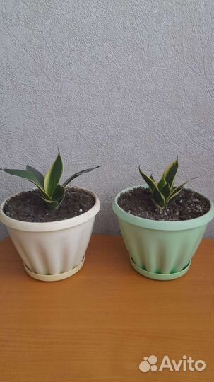 Сансевиерия