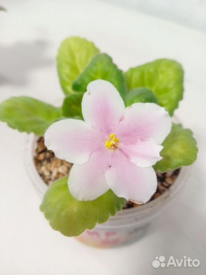 Набор из 3-х фиалок