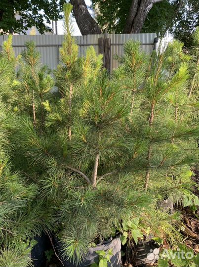 Кедр (сосна сибирская кедровая)