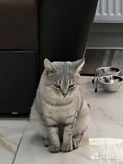 Кошка