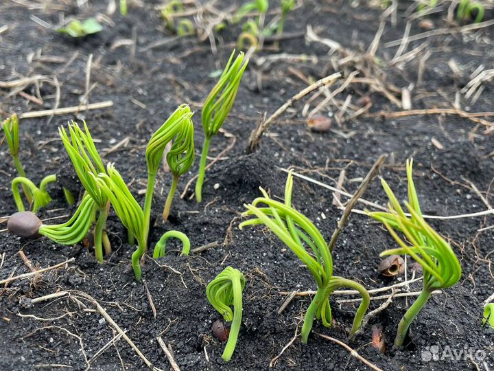 Саженцы кедра сибирского