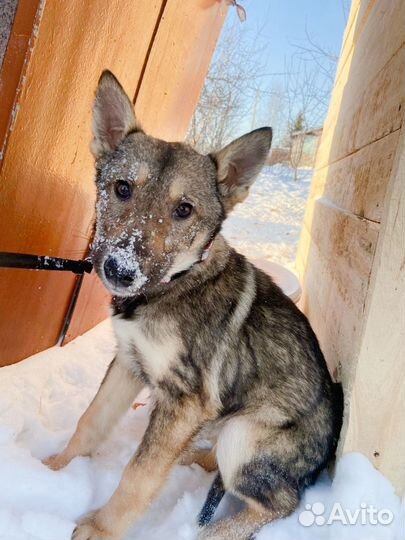 Щенок бесплатно (возраст 4 мес) мальчик