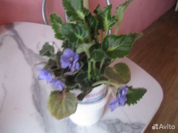 Каланхоэ, и др цветы