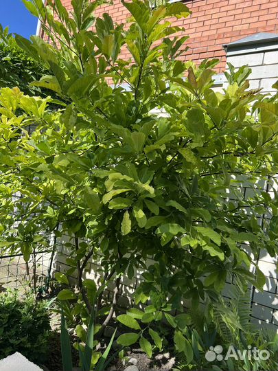 Магнолия Лебнера розовая