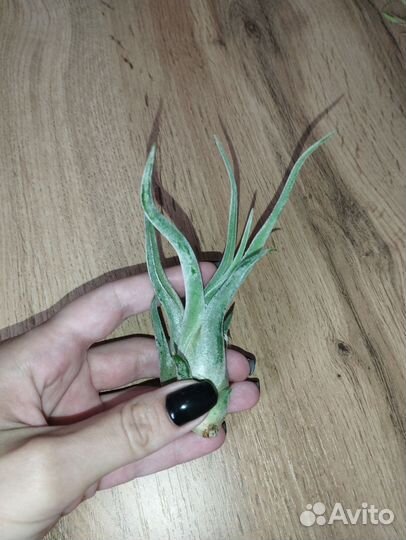 Тилландсии атмосферные