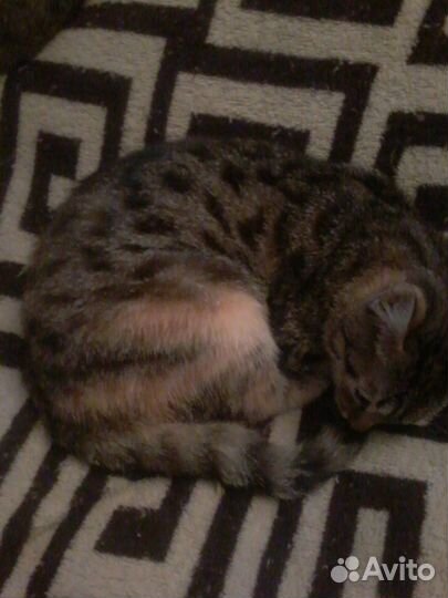 Отдам в добрые руки