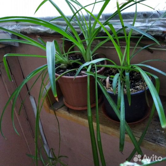 Комнатные растения цветы