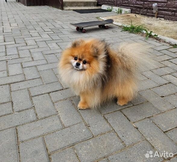 Померанский шпиц медвежьего типа