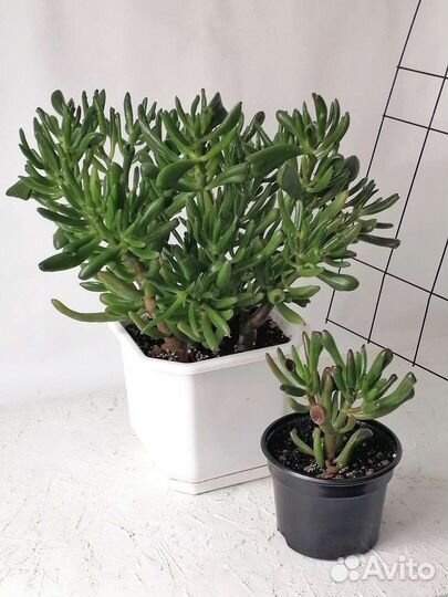 Крассула хоббит (комнатное растение)