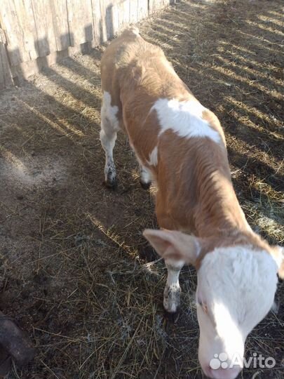 Бычок, 2 недели