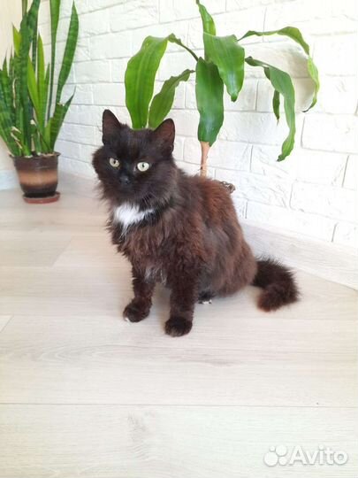 Кот в добрые руки