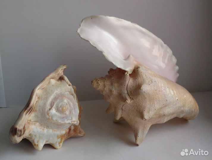 Морские раковины СССР