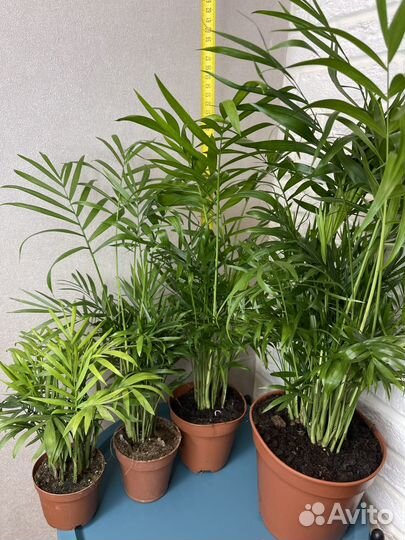 Пальма хамедорея комнатные цветы