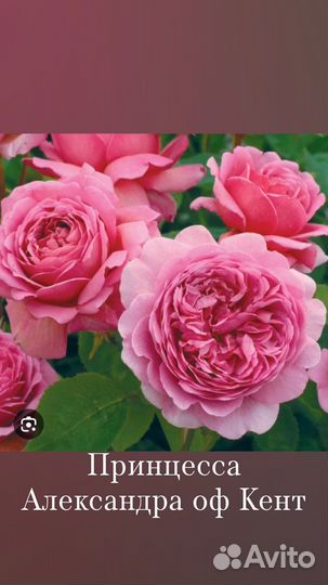 Роза саженцы