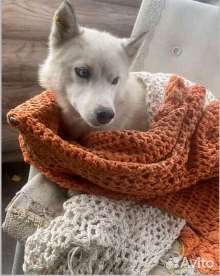 Помесь хаски