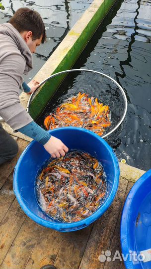 Карпы Кои с Koiferma