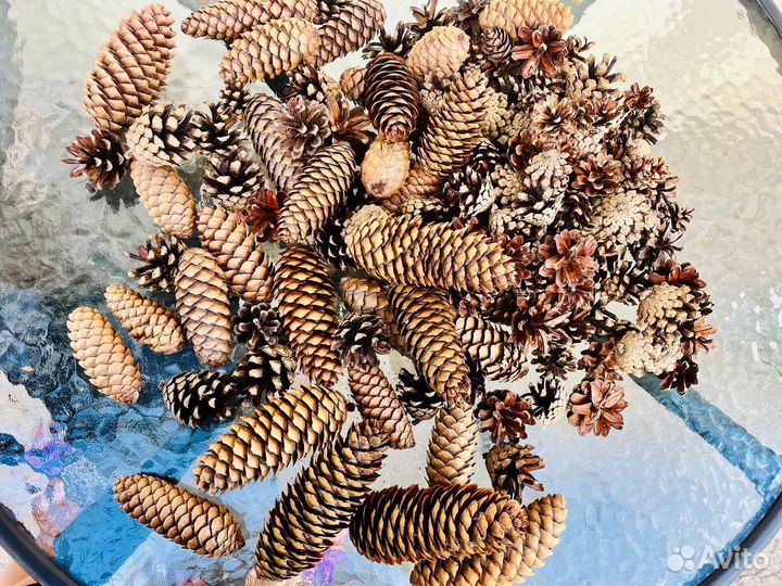 Шишки сосновые шишки еловые