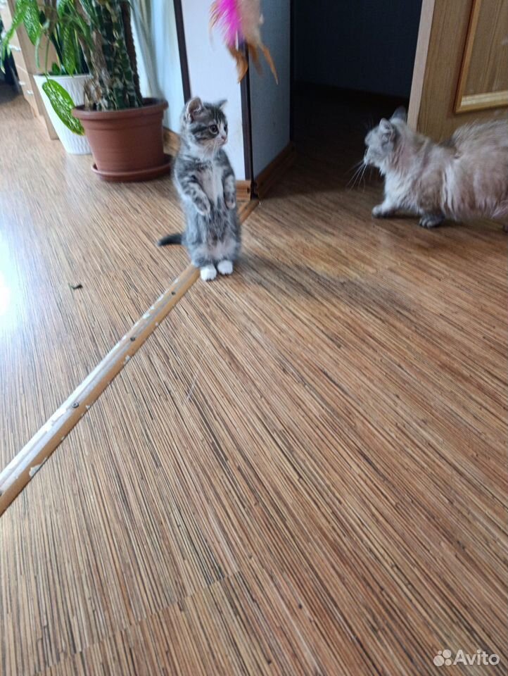 Манчкин котёнок, Краснодар