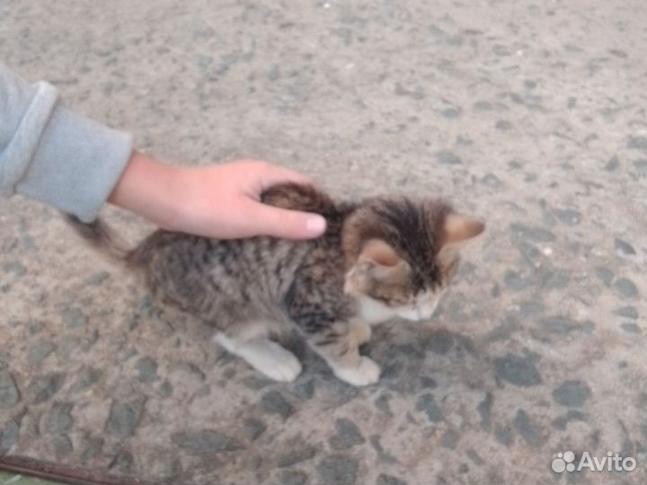 Кошка в дар бесплатно