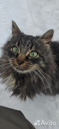 Кошечка в добрые руки бесплатно