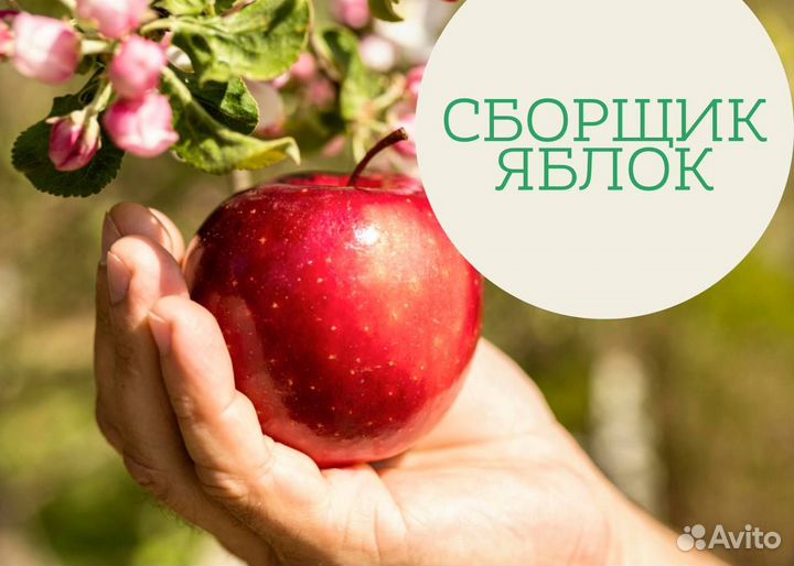 Сборщик яблок/Вахта