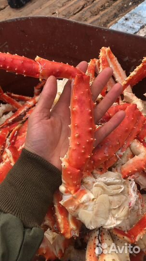 Краб камчатский