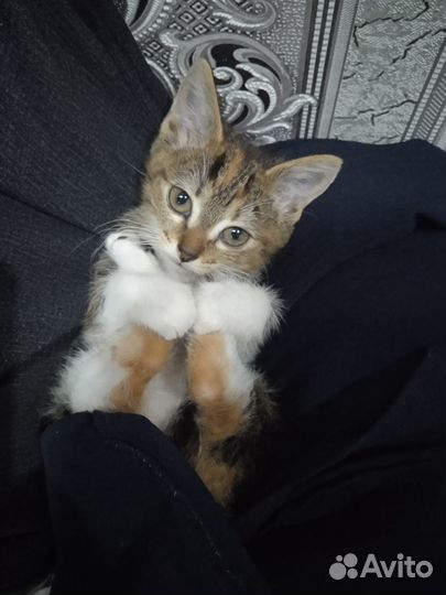 Отдам в добрые и заботливые руки