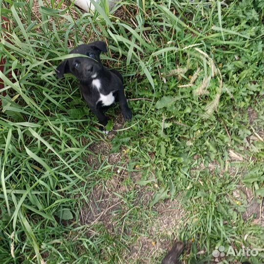 Отдам щенков в добрые руки бесплатно