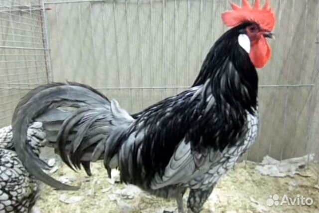 Куры, петухи, цыплята, инкубационные яйца