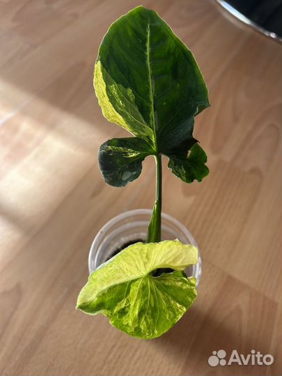 Сингониум яичница вар (scrambled eggs var)