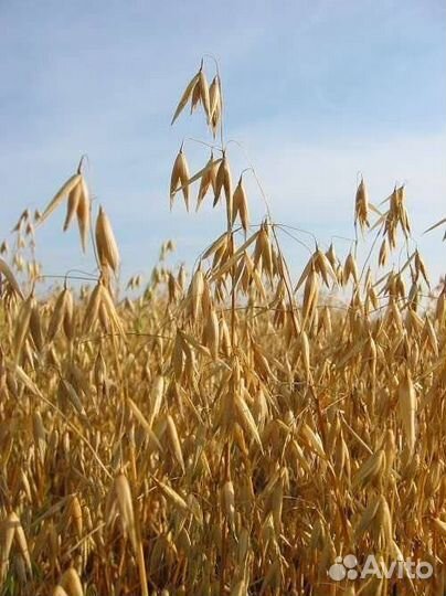 Овес, пшеница, ячмень, корма для крс