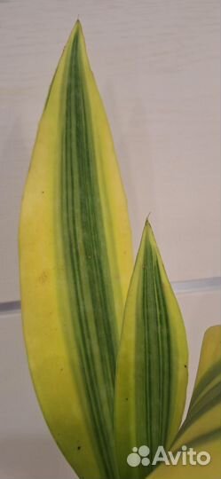 Сансевиерия Аубрутиана Еллоу Стоун