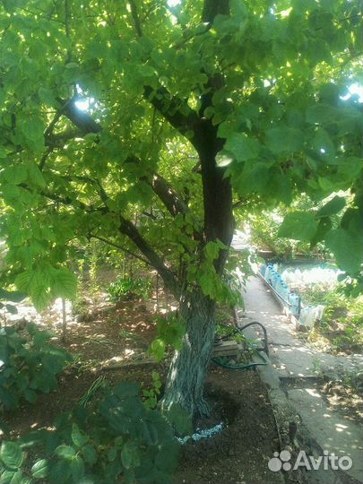 Продам саженцы