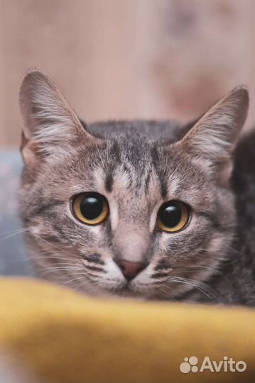 Преданная кошка