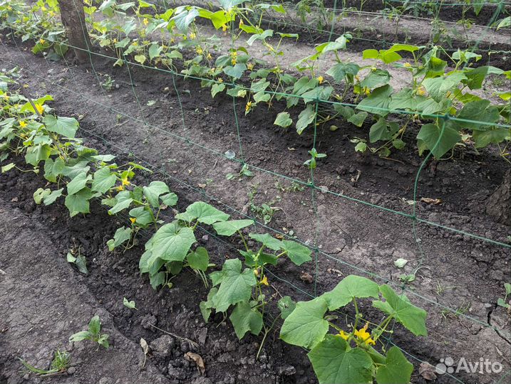 Сетка шпалерная для огурцов