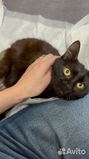 Кошка