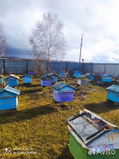 Продам пчелосемьи, мёд разнотравье, гречка