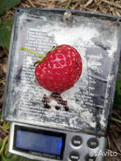 Земклуника Купчиха,Кокинская и Холковская