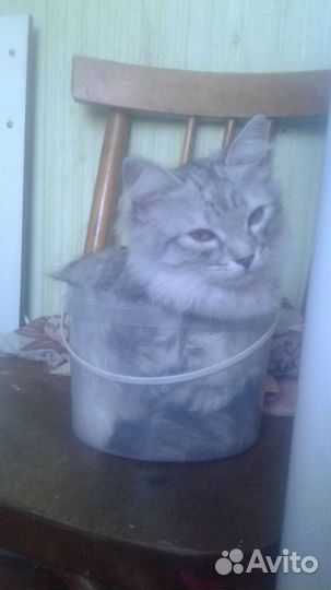 Потерялась кошка