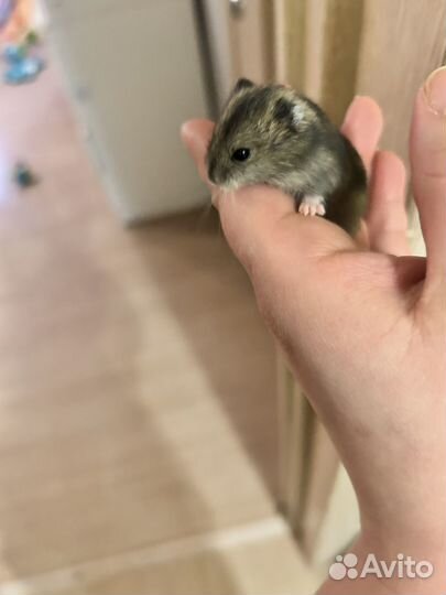 Джунгарский хомяк