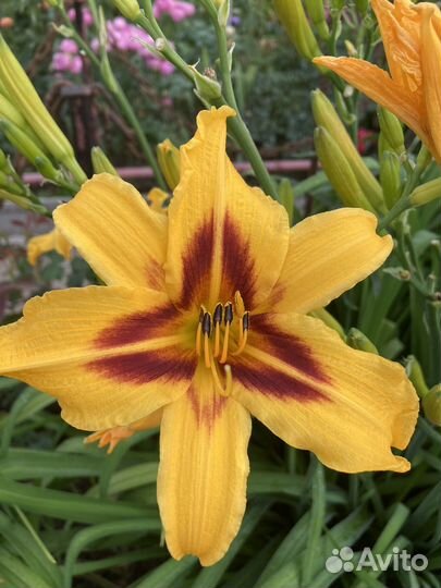 Лилии лилейники