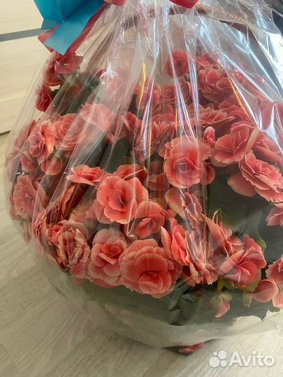 Цветы, новые