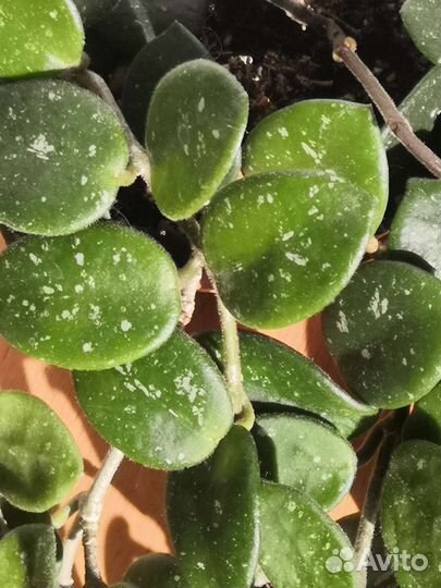 Хойя матильда сплеш (Hoya mathilde Splash)