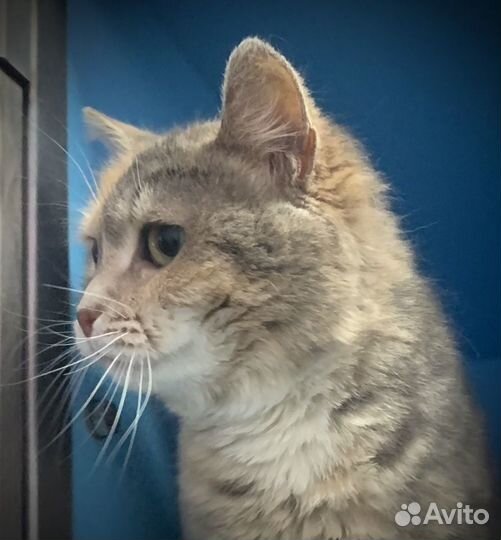 Нежная малышка Боня (1,5 года)