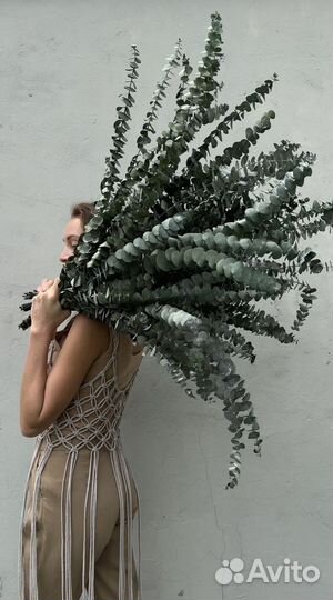 Сухоцветы Эвкалипт стабилизированный